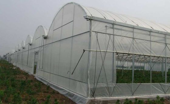 Single Span PE Film Greenhouse TUV Low Cost Poly Tunnel Greenhouse