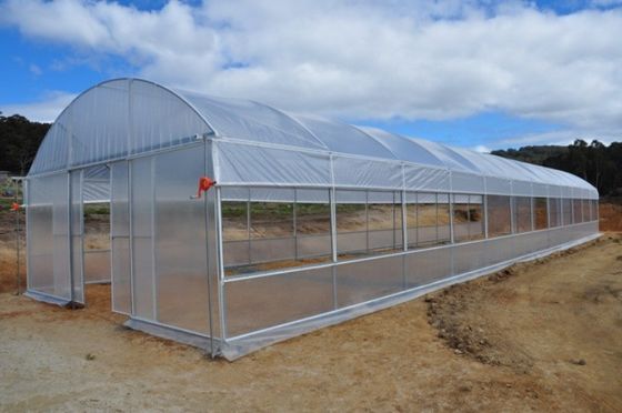 Galvanized Steel Frame PE Film Greenhouse 3.2m High Tunnel Greenhouse