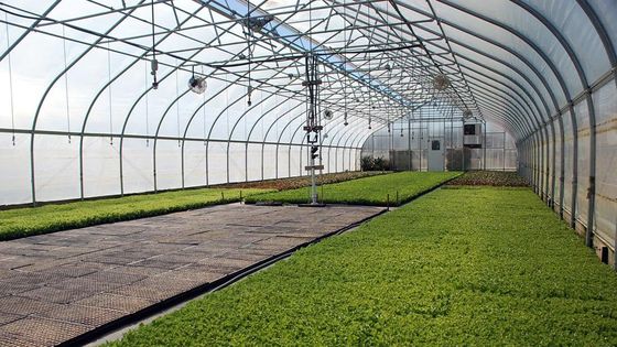 Galvanized Steel Frame PE Film Greenhouse 3.2m High Tunnel Greenhouse